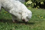 LAGOTTO CAVAGE 029